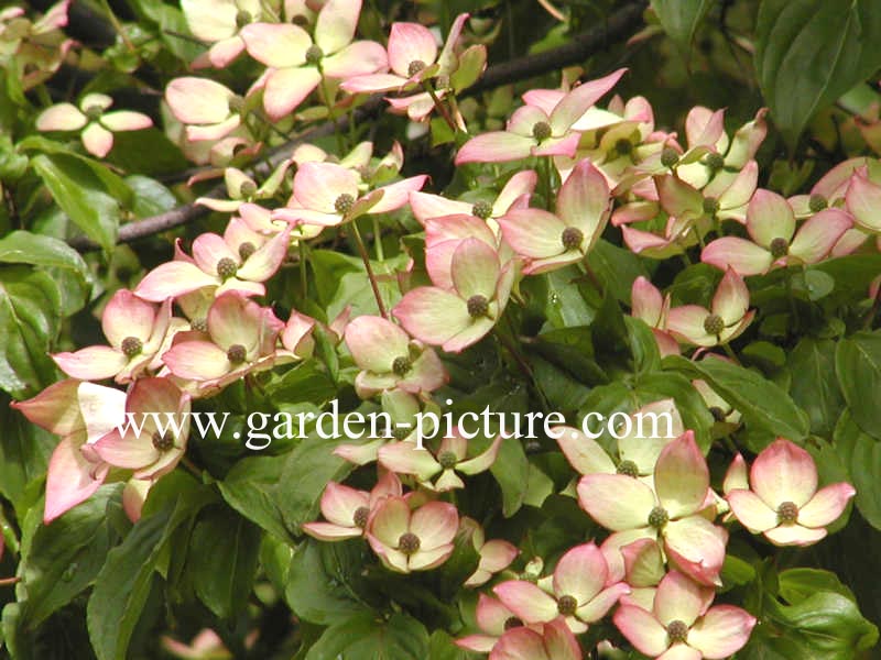 Cornus kousa 'Satomi'