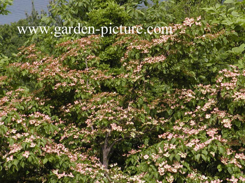 Cornus kousa 'Satomi'