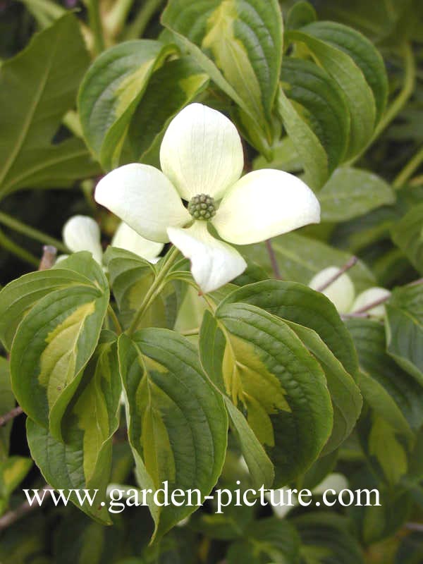 Cornus kousa 'Gold Star'