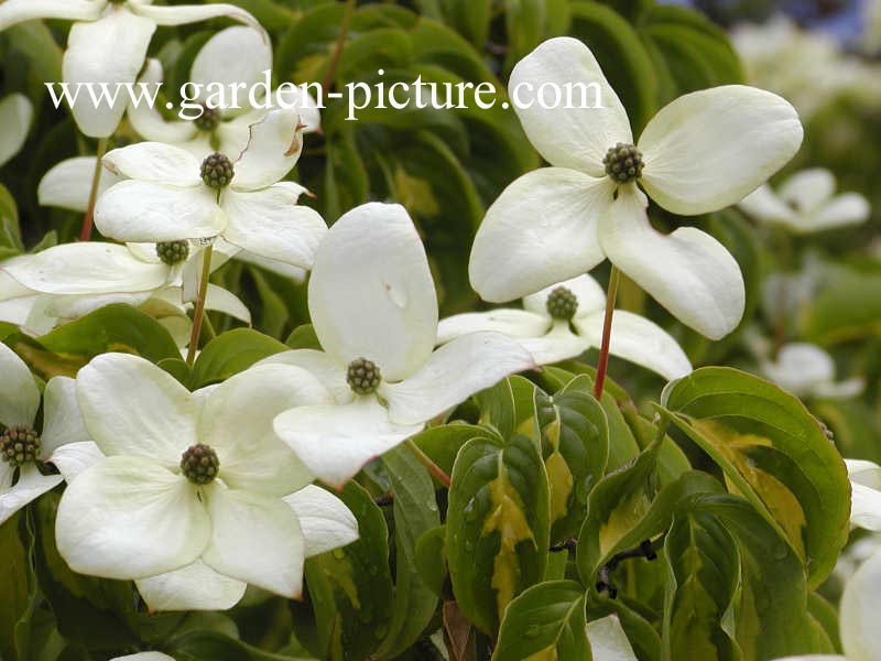 Cornus kousa 'Gold Star'