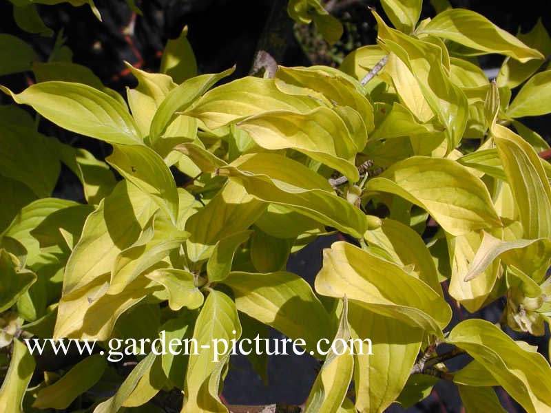 Cornus mas 'Aurea'