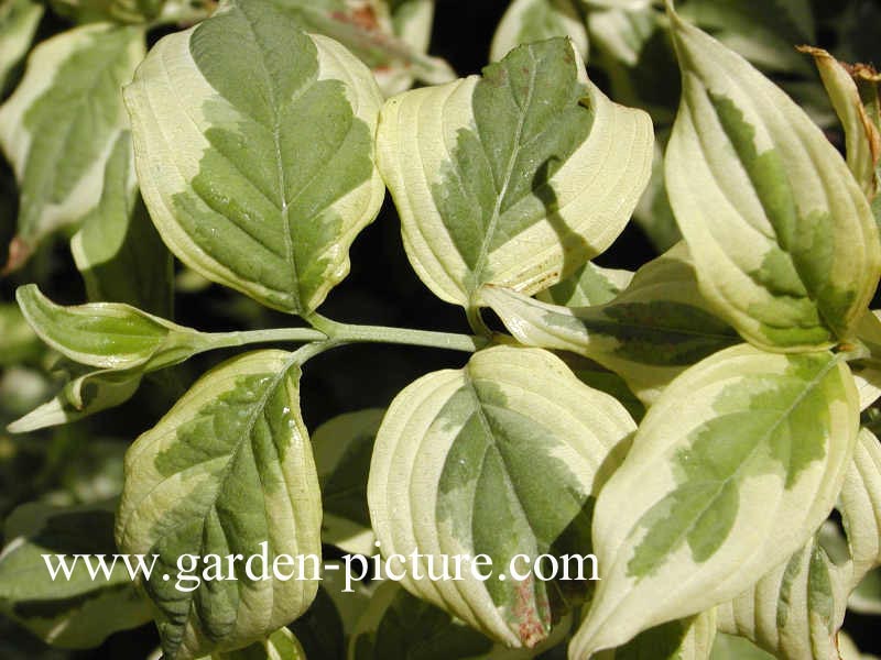 Cornus mas 'Variegata'