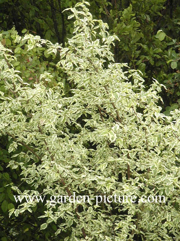 Cornus mas 'Variegata'