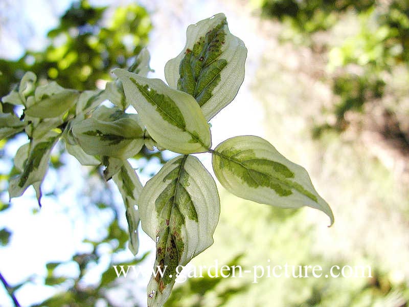 Cornus mas 'Variegata'