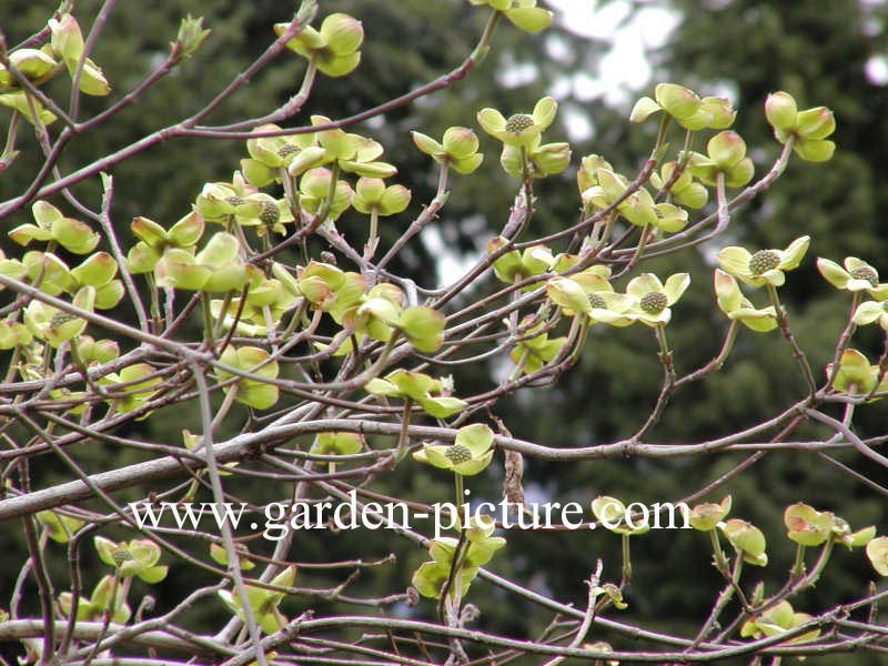 Cornus nuttallii