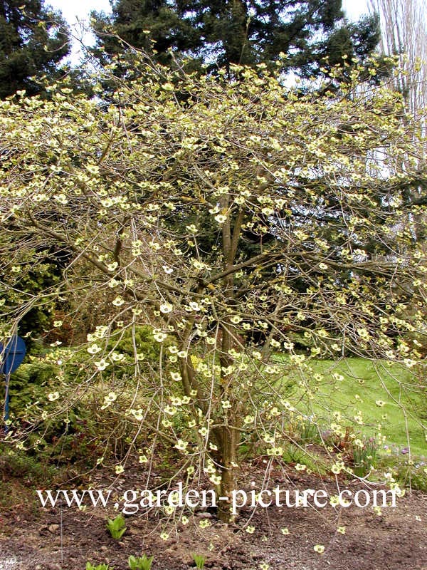 Cornus nuttallii