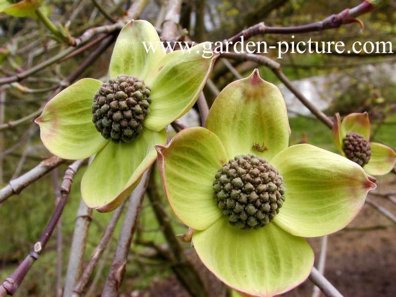 Cornus nuttallii