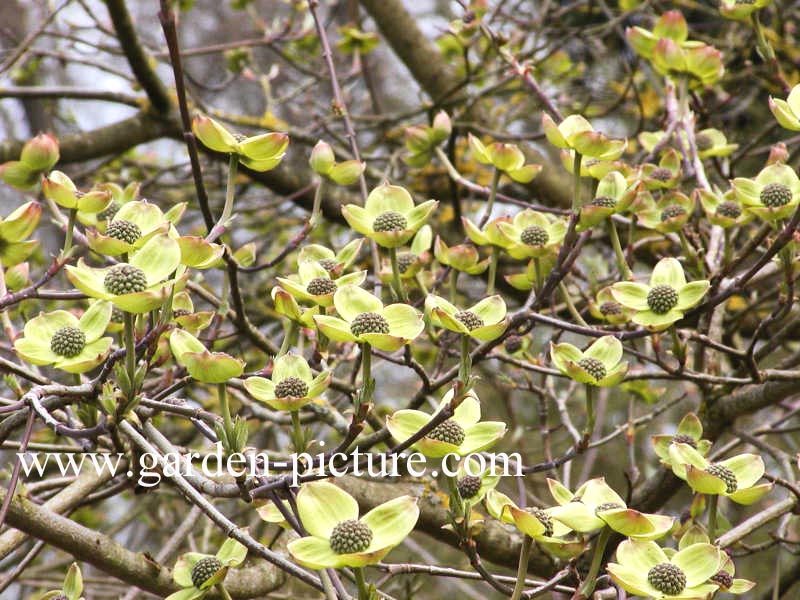 Cornus nuttallii