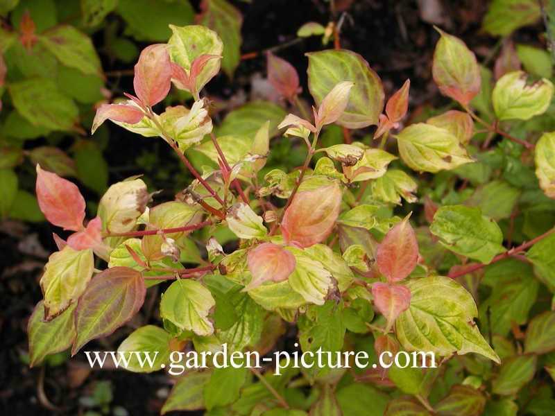 Cornus sanguinea 'Midwinter Fire'