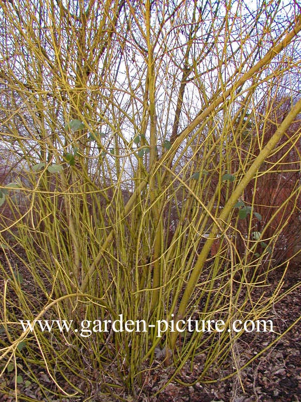 Cornus sericea 'Flaviramea'