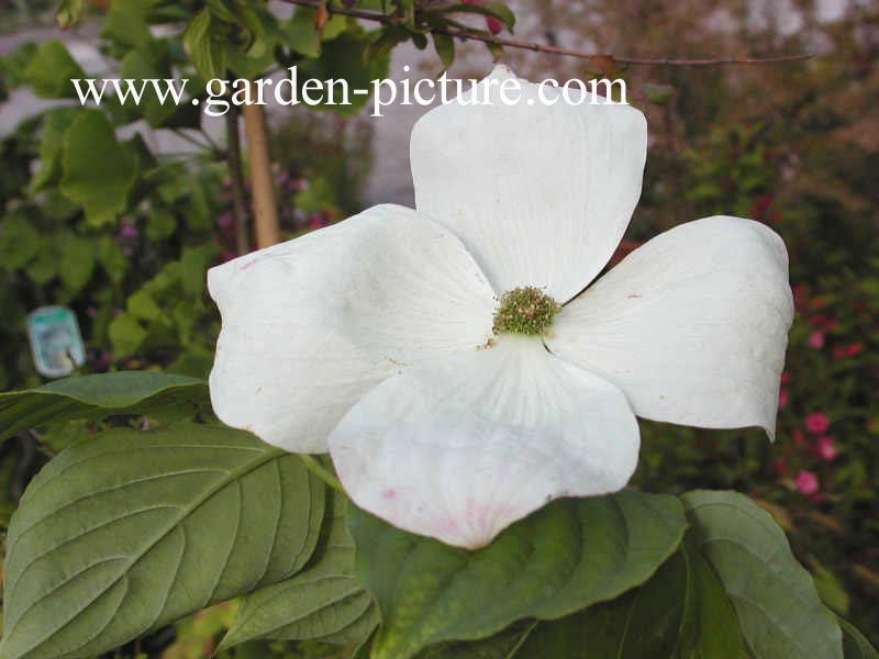 Cornus 'Rutban' (AURORA)