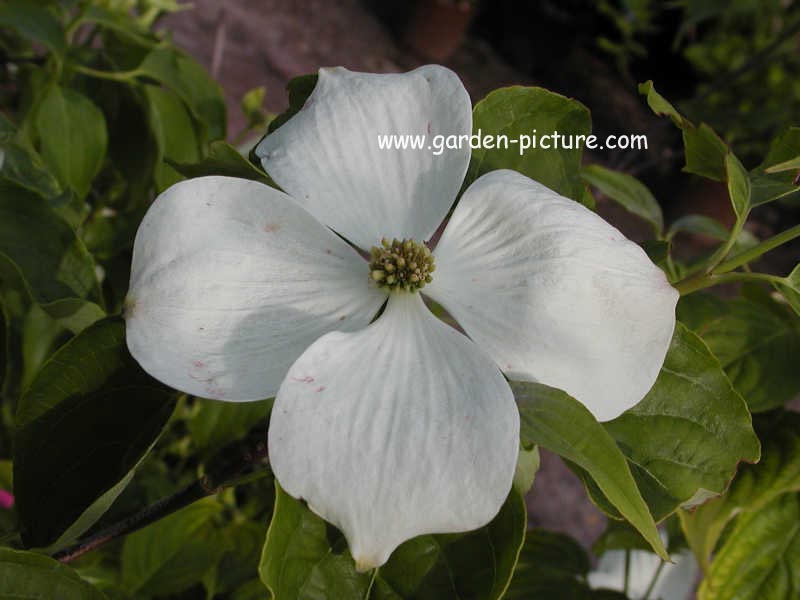 Cornus 'Rutlan' (RUTH ELLEN)