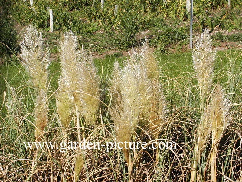 Cortaderia selloana 'Pumila'