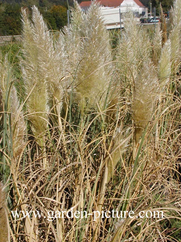 Cortaderia selloana 'Pumila'