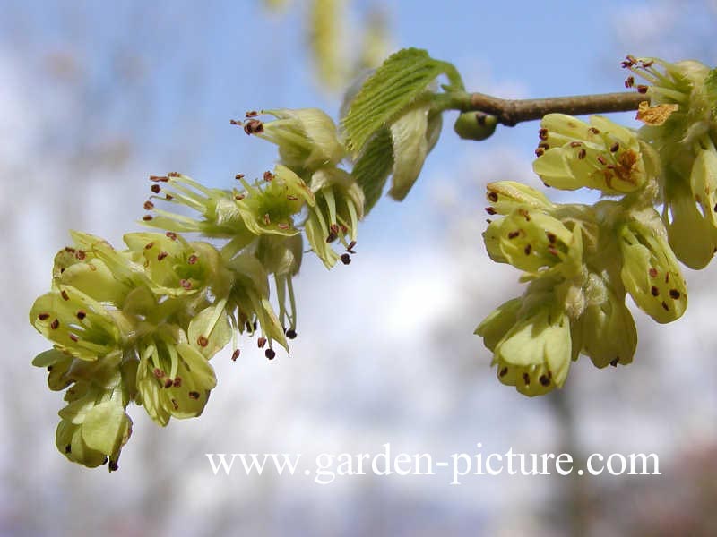 Corylopsis glabrescens