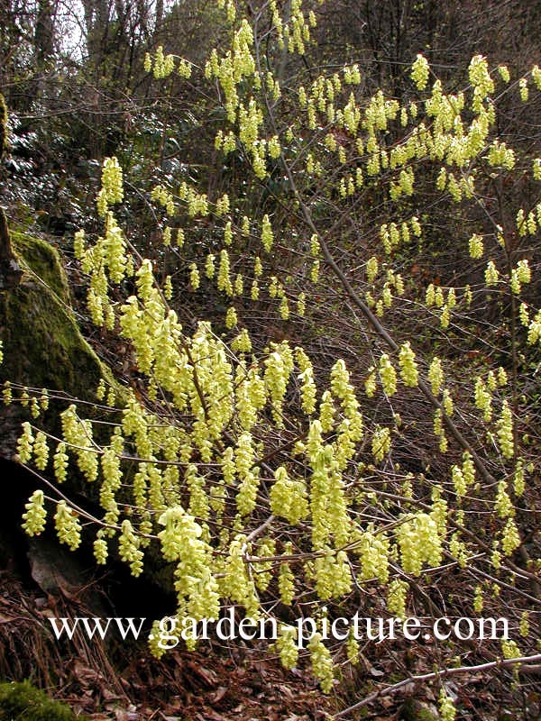 Corylopsis glabrescens