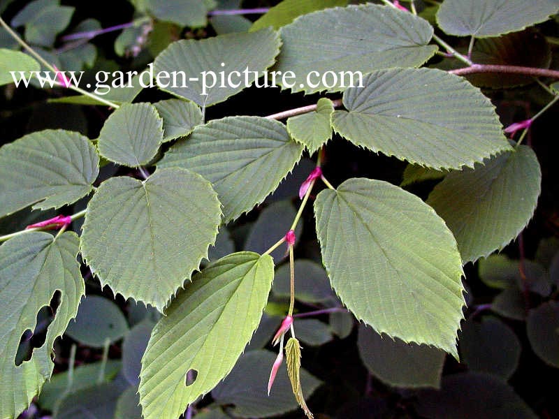 Corylopsis glabrescens