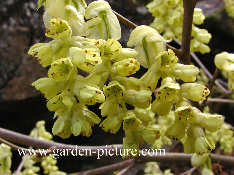 Corylopsis glabrescens