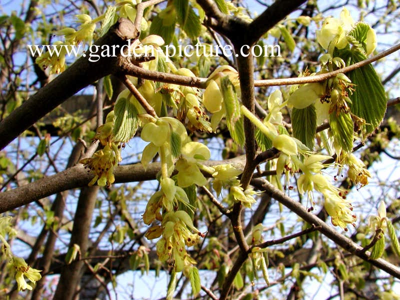 Corylopsis spicata