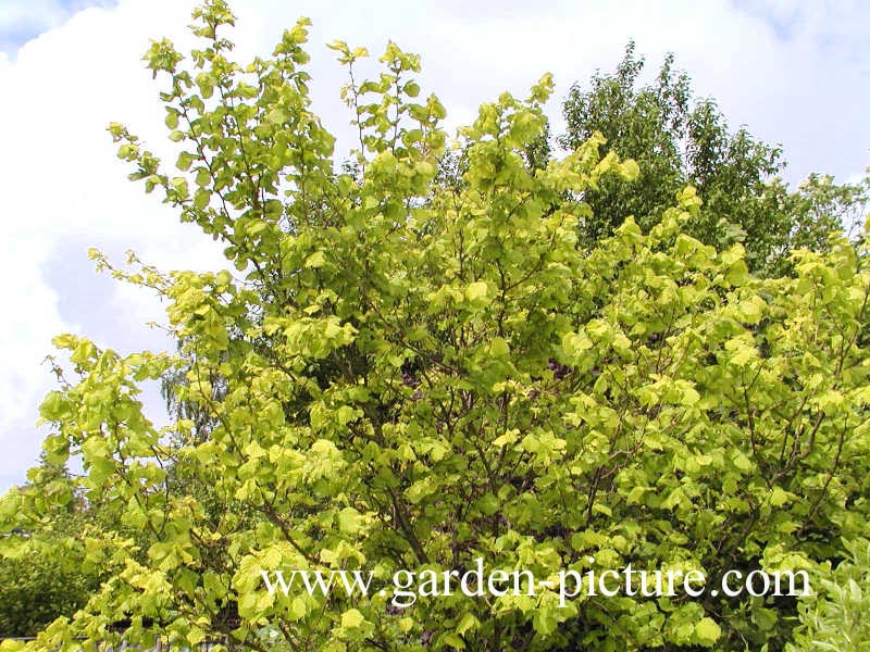 Corylus avellana 'Aurea'