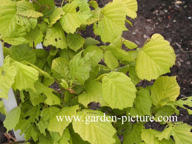 Corylus avellana 'Aurea'