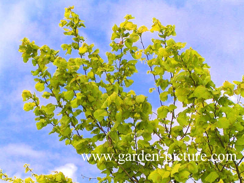 Corylus avellana 'Aurea'