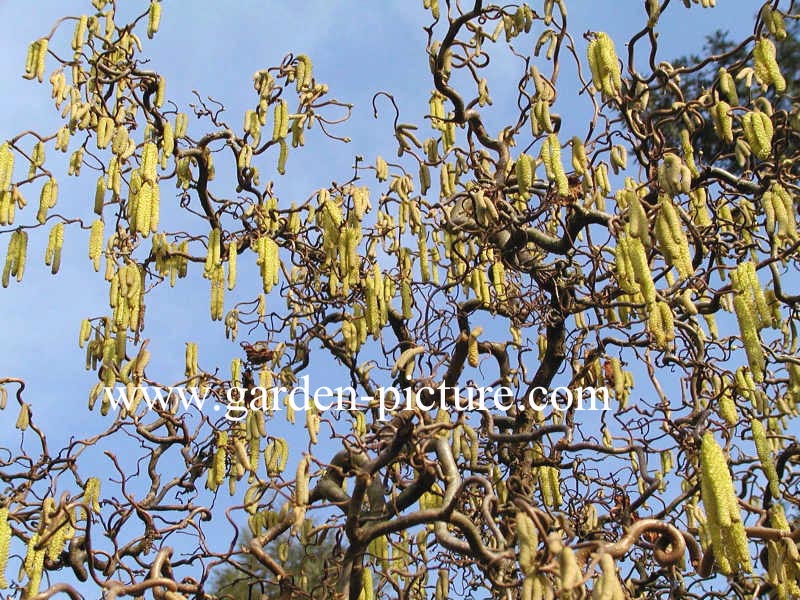 Corylus avellana 'Contorta'