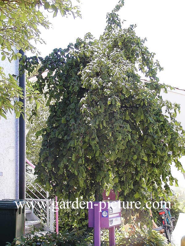 Corylus avellana 'Pendula'