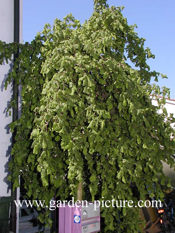 Corylus avellana 'Pendula'