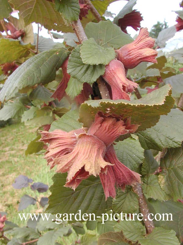 Corylus maxima 'Roter Zellernuss'