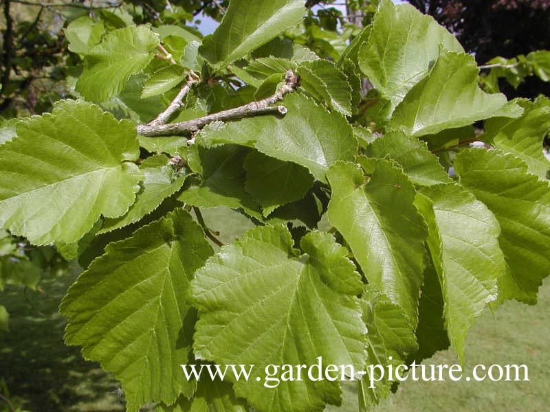 Corylus colurna