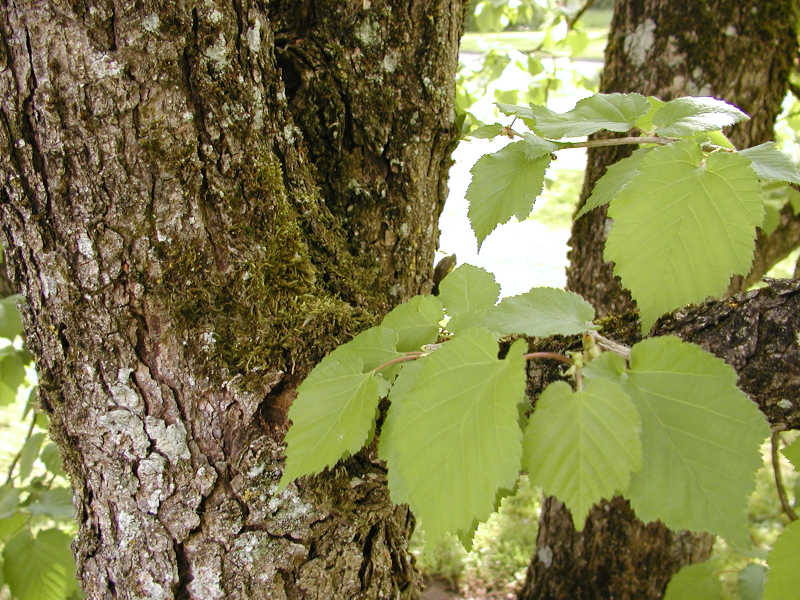 Corylus colurna