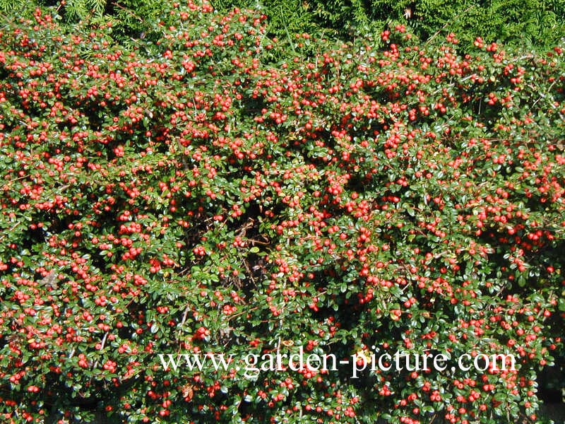 Cotoneaster suecicus 'Coral Beauty'