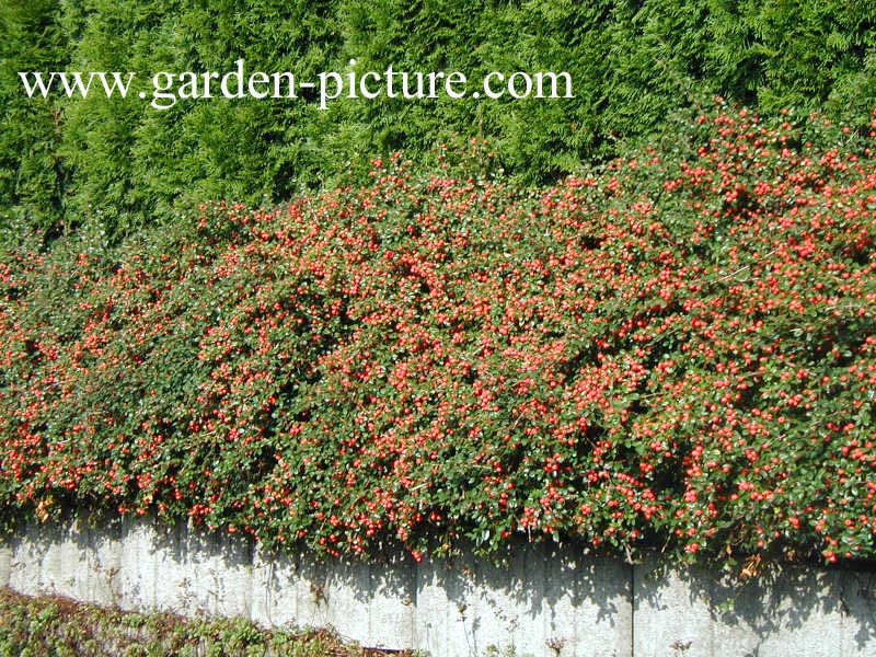 Cotoneaster suecicus 'Coral Beauty'