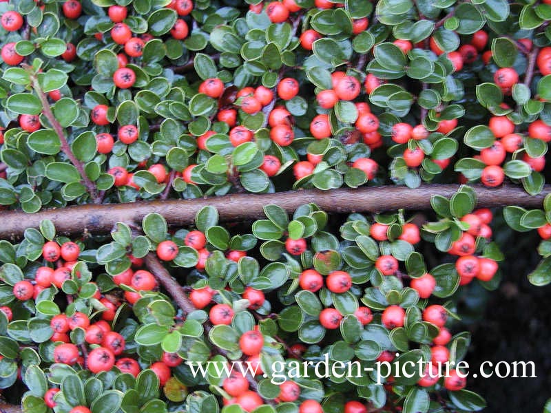 Cotoneaster suecicus 'Coral Beauty'