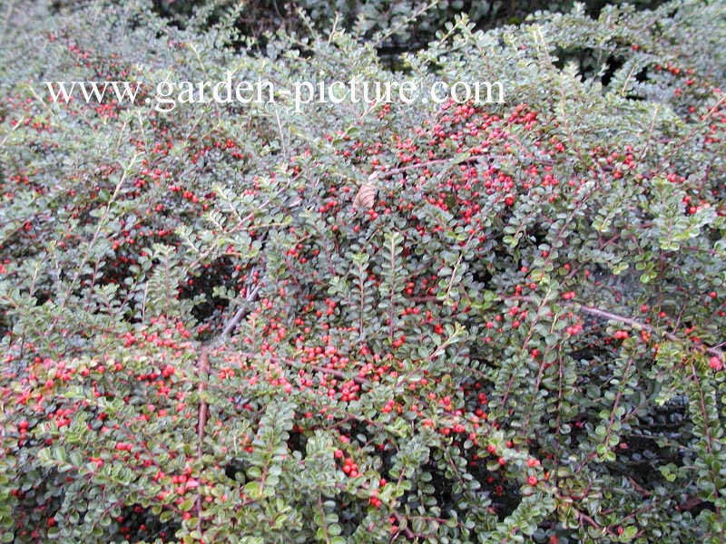 Cotoneaster suecicus 'Coral Beauty'