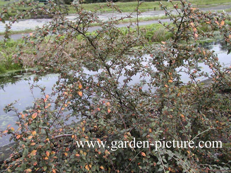Cotoneaster divaricatus