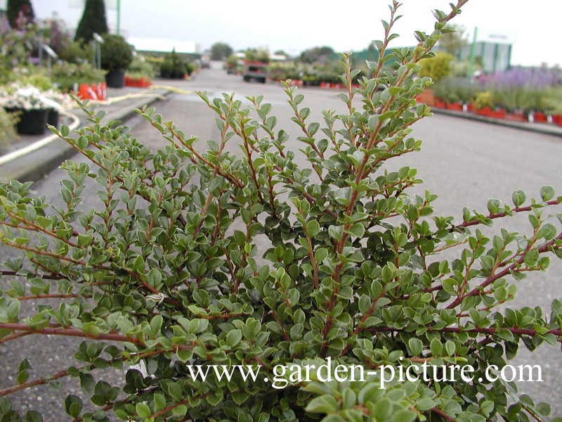 Cotoneaster horizontalis 'Horizon'