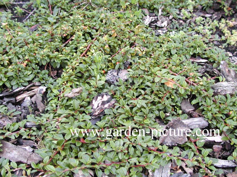 Cotoneaster horizontalis 'Horizon'