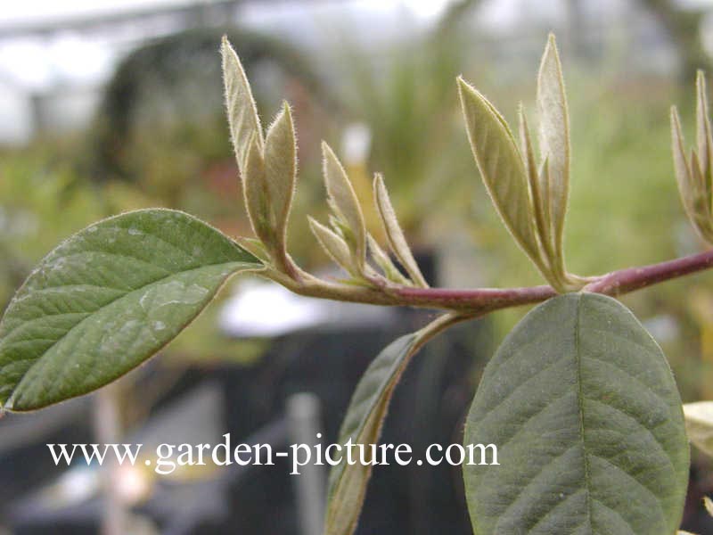 Cotoneaster lacteus