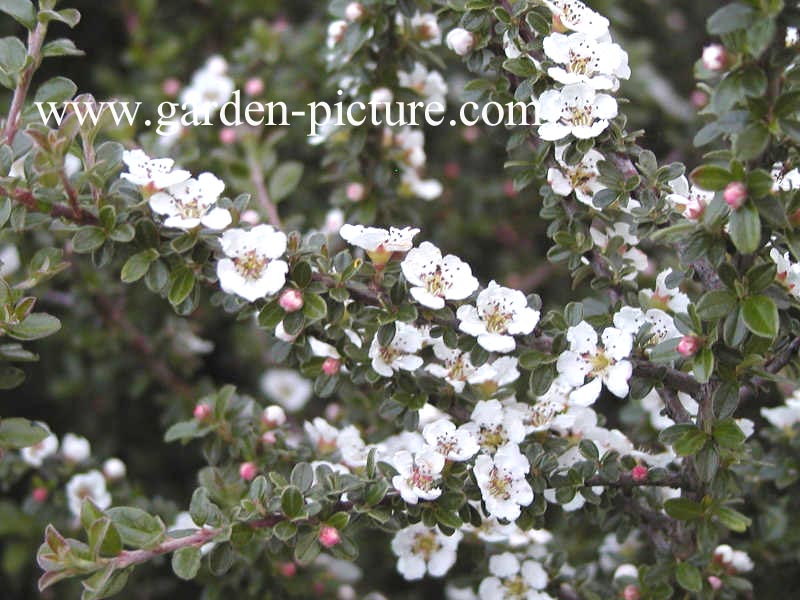 Cotoneaster microphyllus