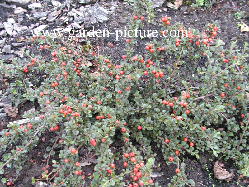 Cotoneaster nanshan 'Boer'