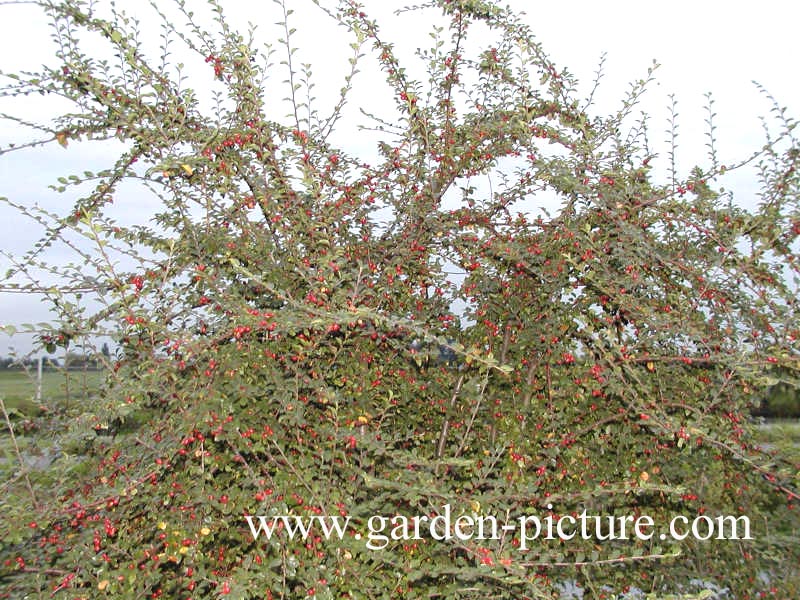 Cotoneaster bullatus 'Firebird'
