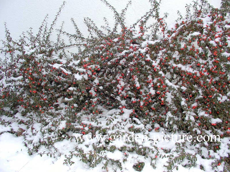 Cotoneaster suecicus 'Coral Beauty'