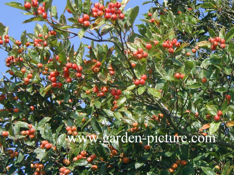 Crataegus lavallei 'Carrierei'