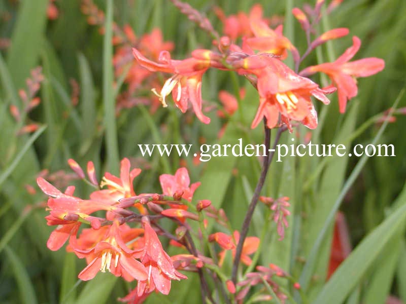 Crocosmia 'Emily McKenzie'