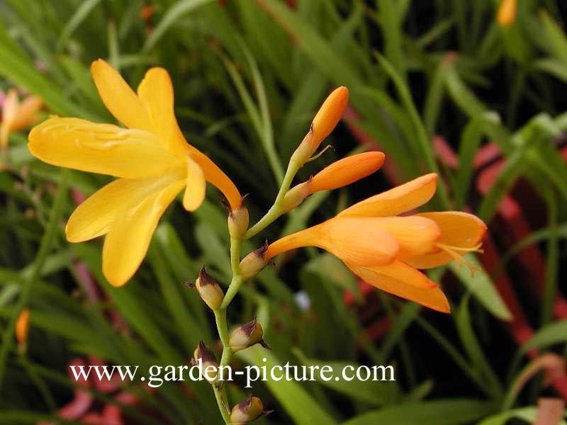 Crocosmia 'George Davidson'