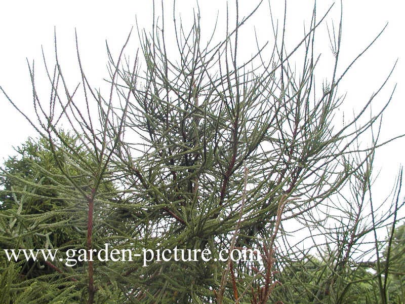 Cryptomeria japonica 'Spiraliter Falcata'