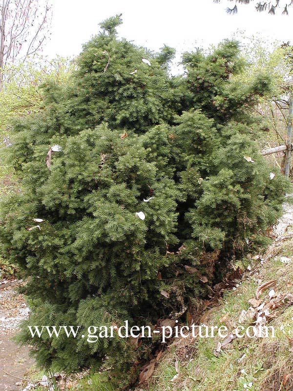 Cryptomeria japonica 'Monstrosa Nana'