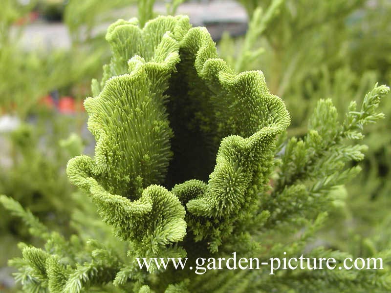 Cryptomeria japonica 'Cristata'